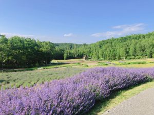 2019.08.09　滝野すずらん丘陵公園